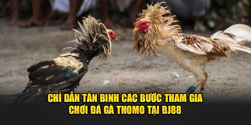 đá gà Thomo- chỉ dẫn tân binh tham gia chơi đá gà 