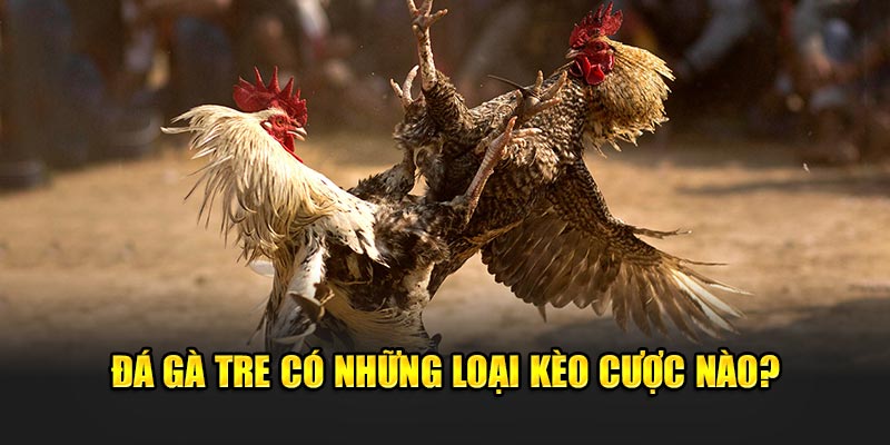 Đá gà tre - có những loại kèo cược nào 