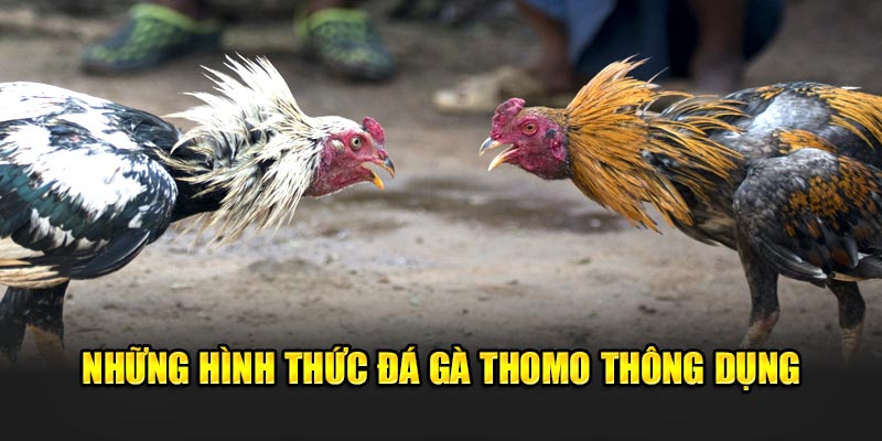 đá gà Thomo- điểm qua những loại hình đá gà thomo thông dụng