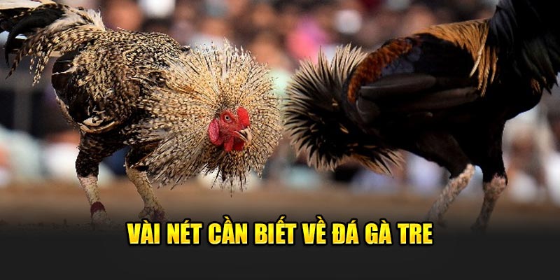 Đá gà tre - vài nét cần biết về đá gà tre 